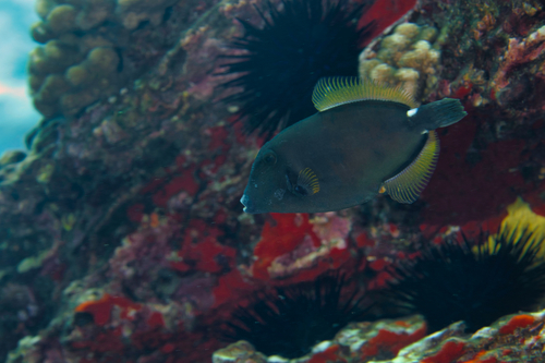 Sandwich isle file (Cantherhines sandwichiensis) — Monacanthidae — 3