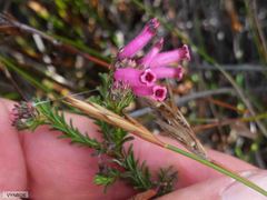 Erica cristata