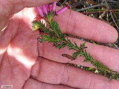 Erica cristata
