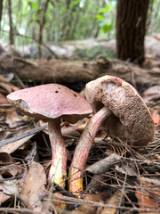 Australopilus palumanus