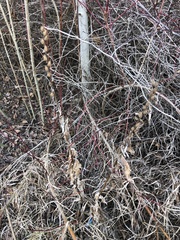 Digitalis grandiflora