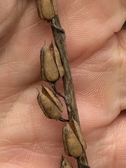 Digitalis grandiflora