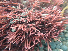 Amphiroa