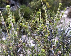 Pultenaea densifolia