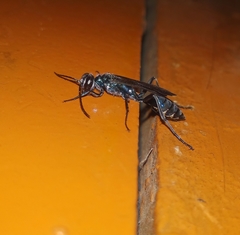 Chalybion bengalense