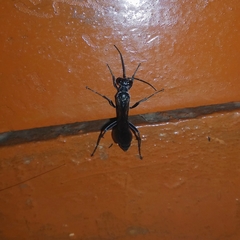 Chalybion bengalense