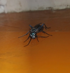 Chalybion bengalense