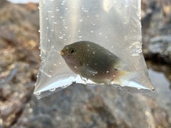 Pomacentrus tripunctatus