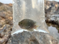 Pomacentrus tripunctatus