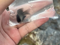 Pomacentrus tripunctatus