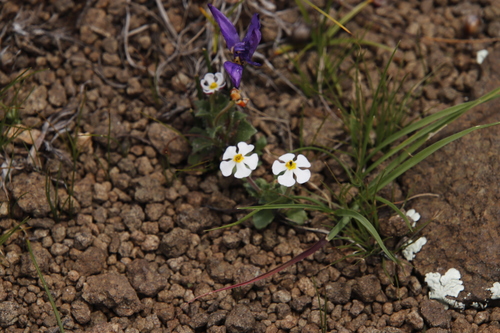 Image of Zaluzianskya crocea by (c) Tony Rebelo, some rights reserved (CC BY-SA)