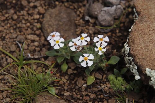 Image of Zaluzianskya crocea by (c) Tony Rebelo, some rights reserved (CC BY-SA)