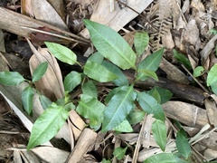 Persicaria dichotoma
