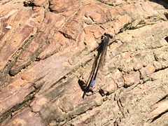 Argia fumipennis