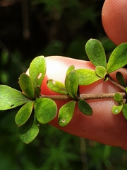 Coprosma parviflora