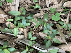 Persicaria dichotoma