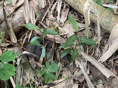 Persicaria dichotoma