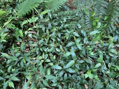 Persicaria dichotoma