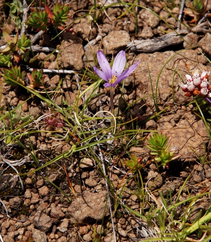 Image of Syringodea bifucata by (c) Tony Rebelo, some rights reserved (CC BY-SA)