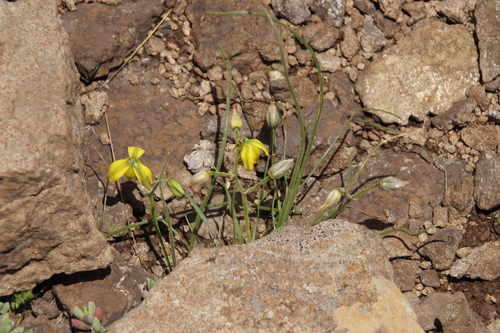 Albuca shawii
