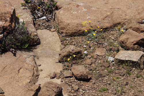 Albuca shawii