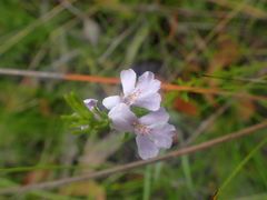 Westringia tenuicaulis