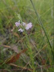 Westringia tenuicaulis