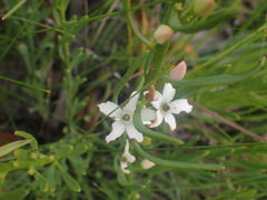 Philotheca queenslandica