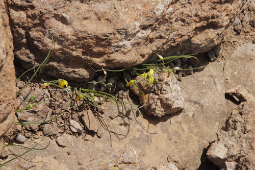 Albuca shawii