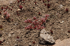 Crassula peploides