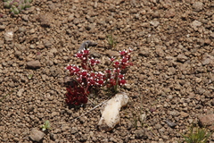 Crassula peploides