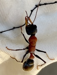 Myrmecia chasei