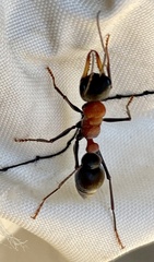 Myrmecia chasei
