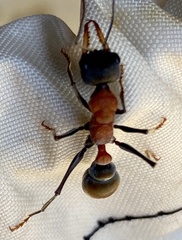 Myrmecia chasei