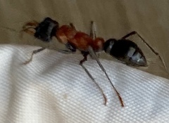 Myrmecia chasei
