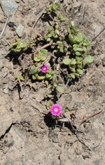 Delosperma adelaidense