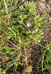 Ranunculus triternatus