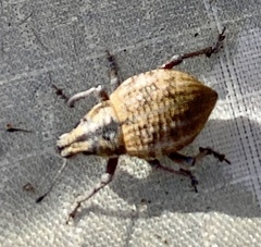 Catasarcus rugulosus