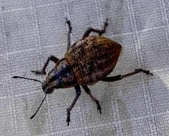 Catasarcus rugulosus