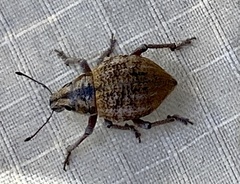 Catasarcus rugulosus