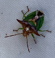 Cuspicona procallosa