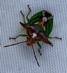 Cuspicona procallosa