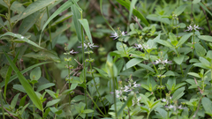 Ocimum filamentosum