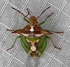 Cuspicona procallosa