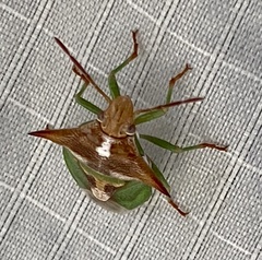 Cuspicona procallosa