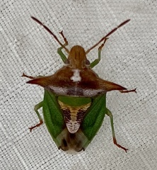 Cuspicona procallosa