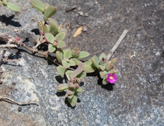 Delosperma adelaidense
