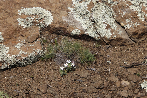 Image of Zaluzianskya crocea by (c) Tony Rebelo, some rights reserved (CC BY-SA)