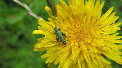 Oedemera nobilis