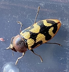 Castiarina simulata